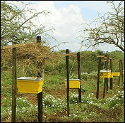 Bee 015