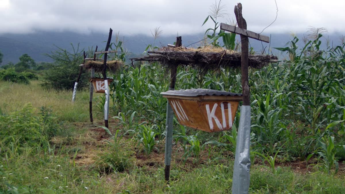 Beekeeping hive in a field